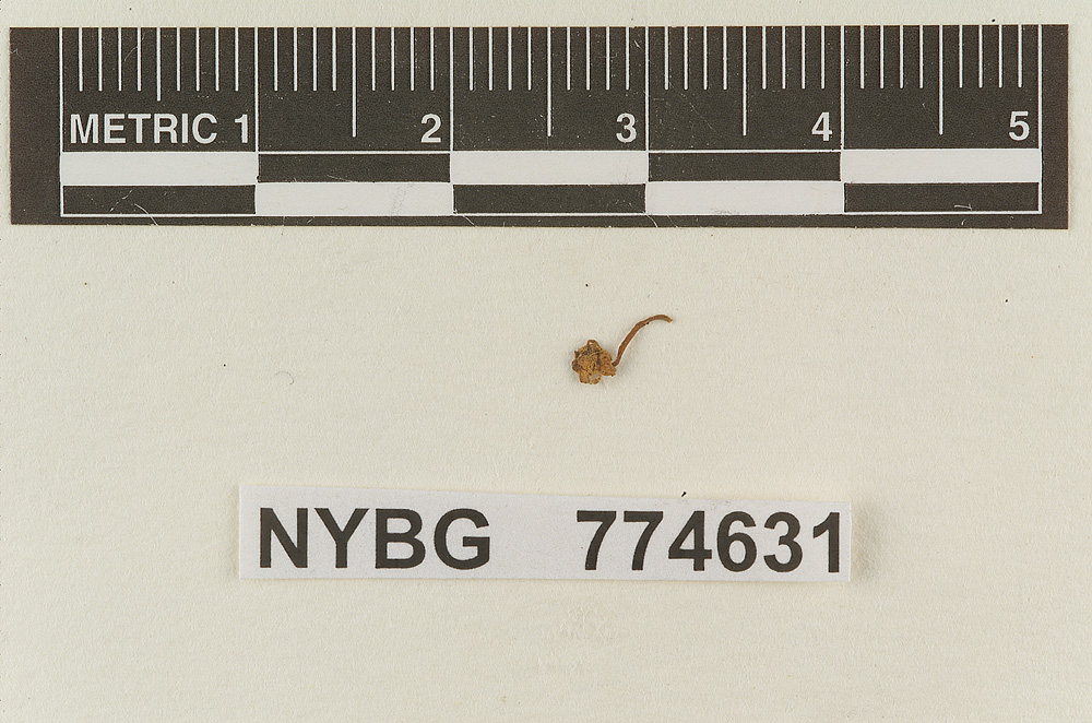 Marasmius stylobates image