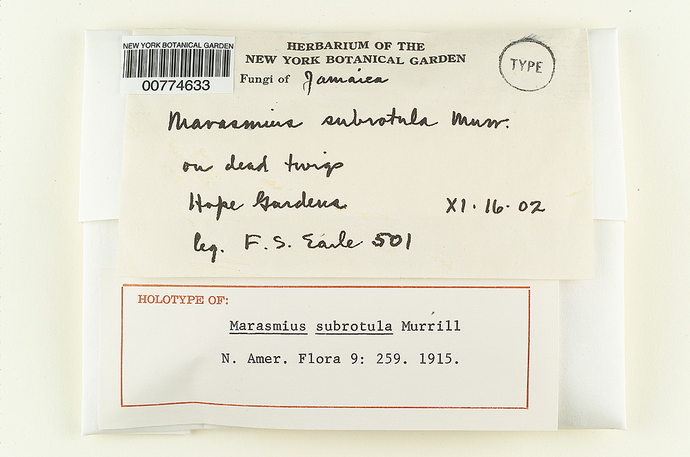 Marasmius subrotula image