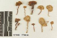 Marasmius subplexifolius image