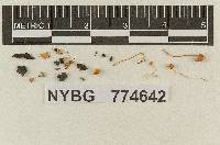 Marasmius theobromicola image
