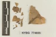 Marasmius johnstonii image