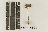 Marasmius subcyathiformis image