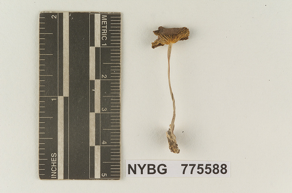 Marasmius subcyathiformis image