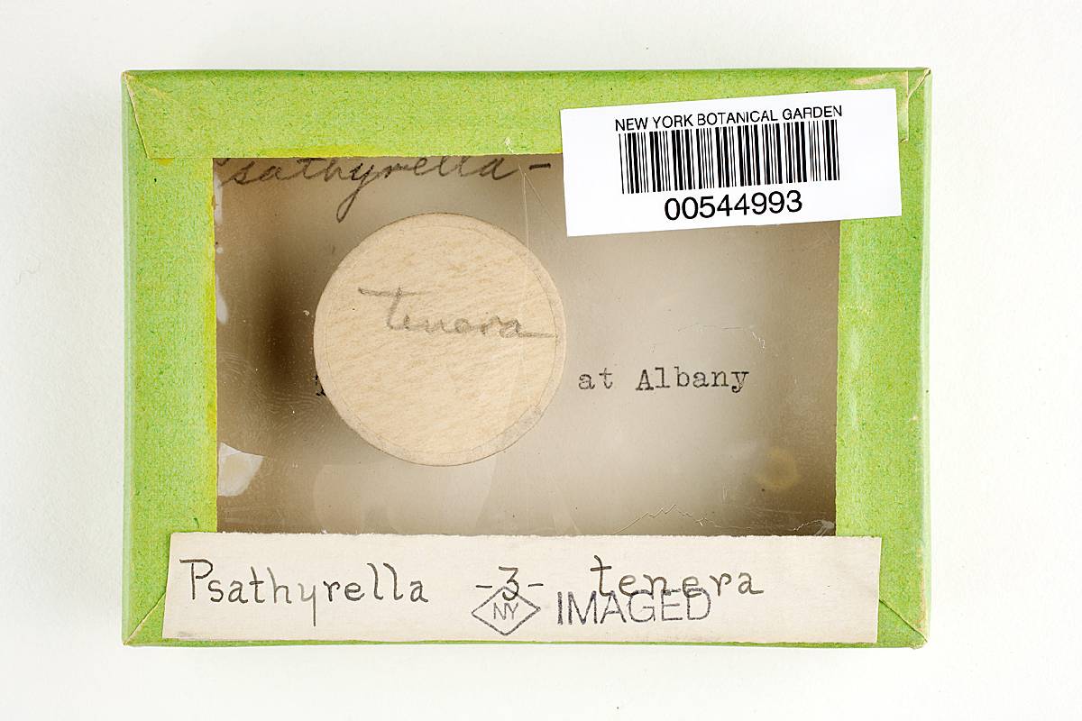 Psathyrella tenera image