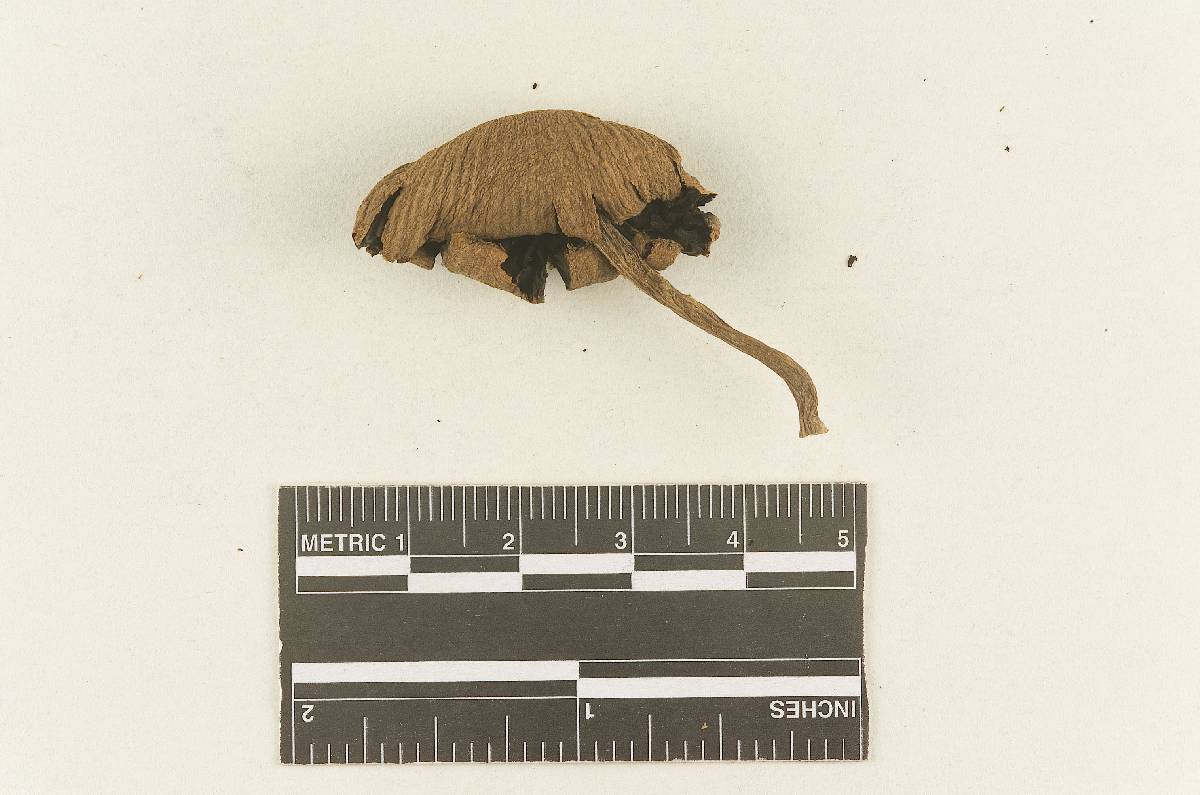 Psathyrella hypertropicalis image
