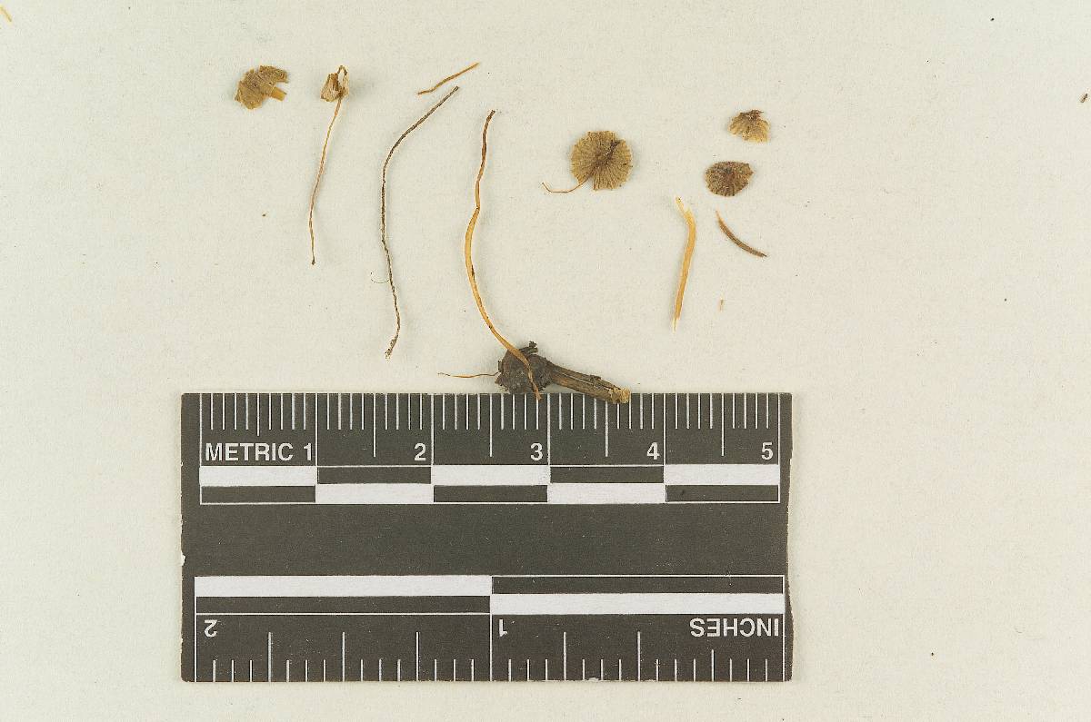Psathyrella fragilis image