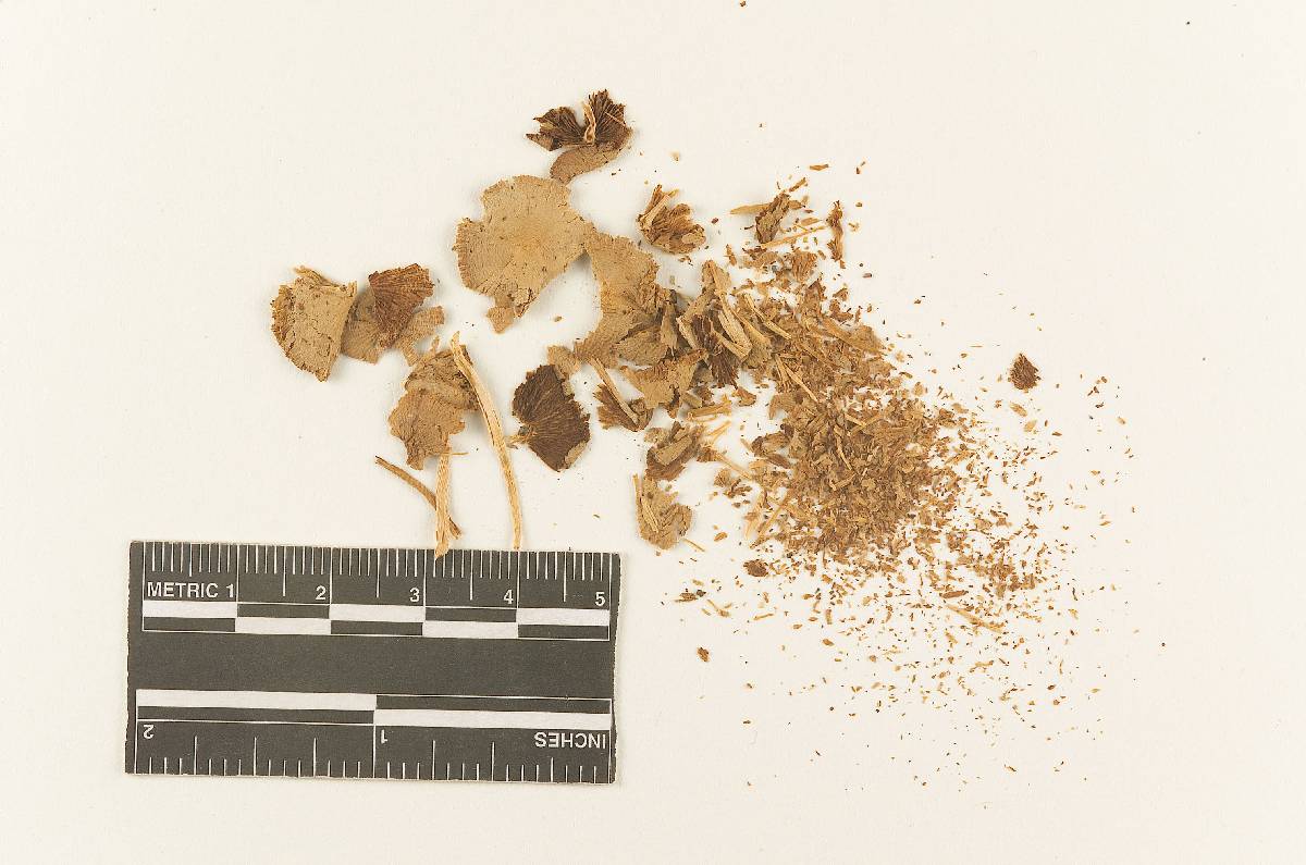 Atylospora australis image