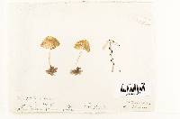 Astylospora striatula image