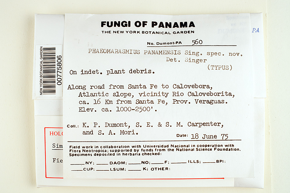 Simocybe panamensis image