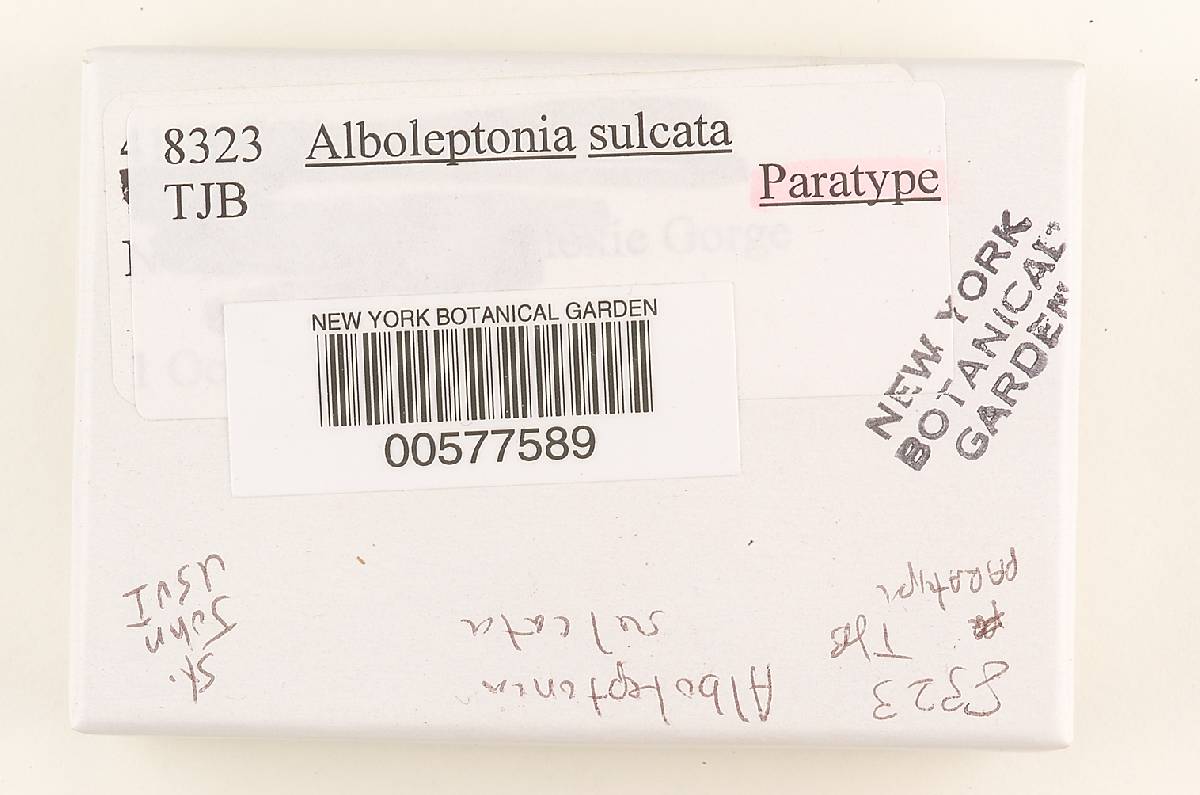 Alboleptonia sulcata image