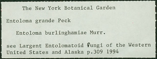 Entoloma burlinghamiae image