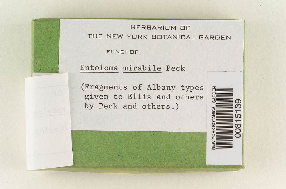 Entoloma mirabile image