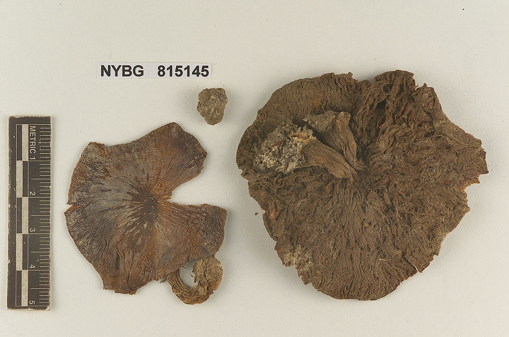 Entoloma plumbeum image