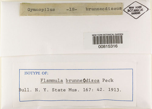 Flammula brunneodisca image