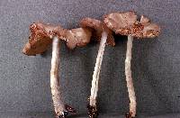 Entoloma rhodopolium image