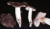 Entoloma rivulosum image