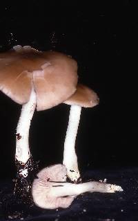 Entoloma sericatum image