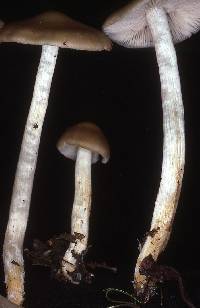 Entoloma rhodopolium image