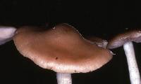 Entoloma sericatum image