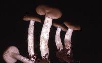 Entoloma acutipes image