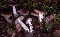 Entoloma acutipes image