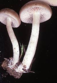 Entoloma acutipes image