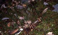 Entoloma acutipes image