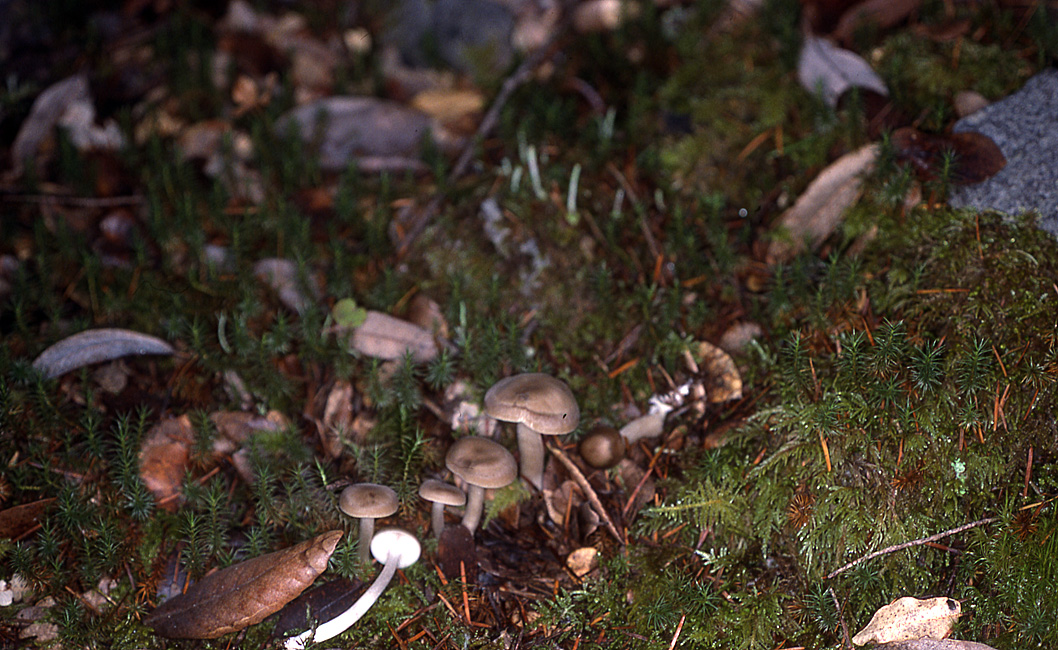 Entoloma acutipes image