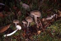 Entoloma acutipes image