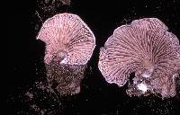 Entoloma byssisedum image