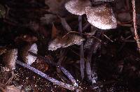 Leptonia cyanea image