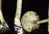 Inocephalus cystomarginatus image