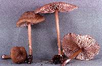 Entoloma formosum image