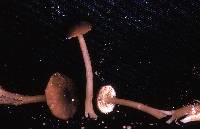 Entoloma turci image