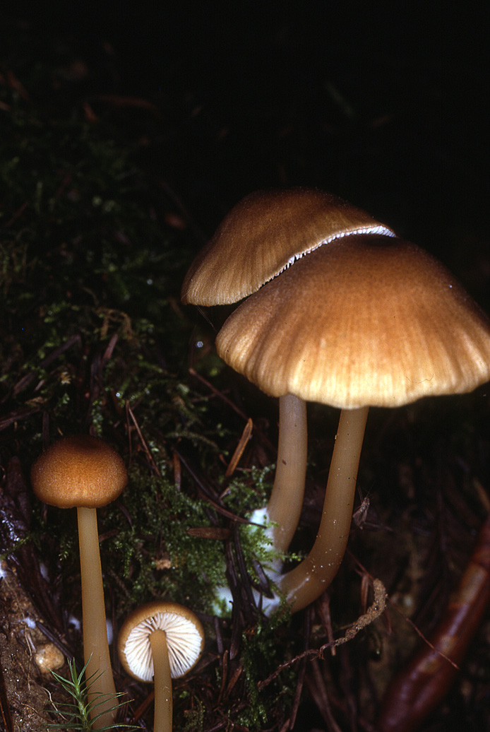 Leptonia formosa var. formosa image