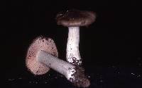 Entoloma myrmecophilum image