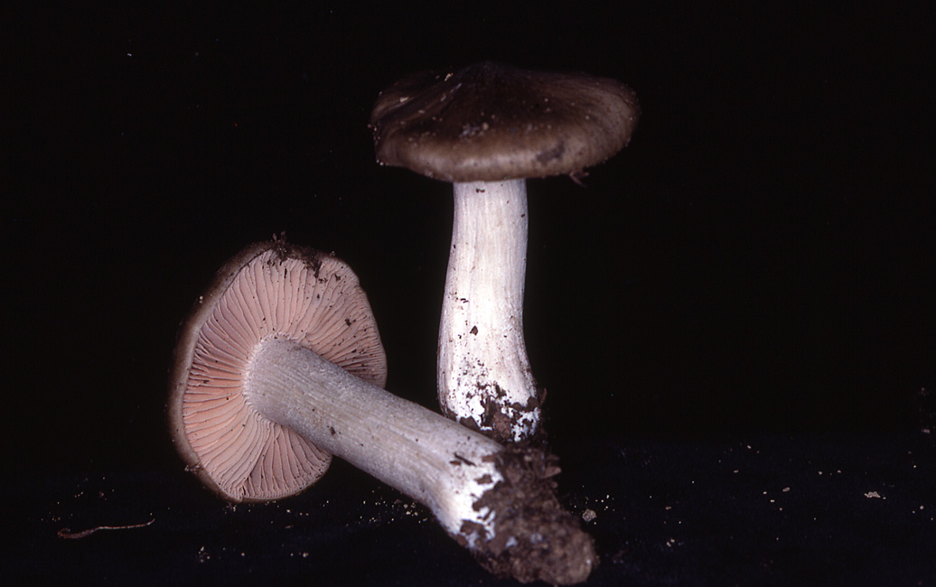 Entoloma myrmecophilum var. myrmecophilum image