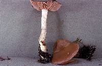 Entoloma lividoalbum image