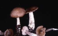 Entoloma sericatum image