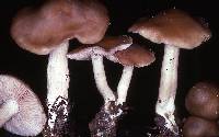 Entoloma sericatum image