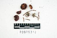 Leptonia rosea var. marginata image