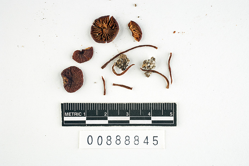 Leptonia rosea var. marginata image