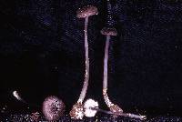 Leptonia diversa image