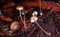 Entoloma exile image