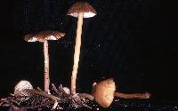 Entoloma exile image