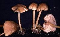 Entoloma exile image