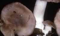 Entoloma subsaundersii image