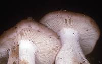 Entoloma subsaundersii image