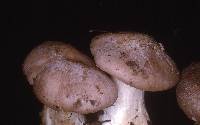 Entoloma subsaundersii image