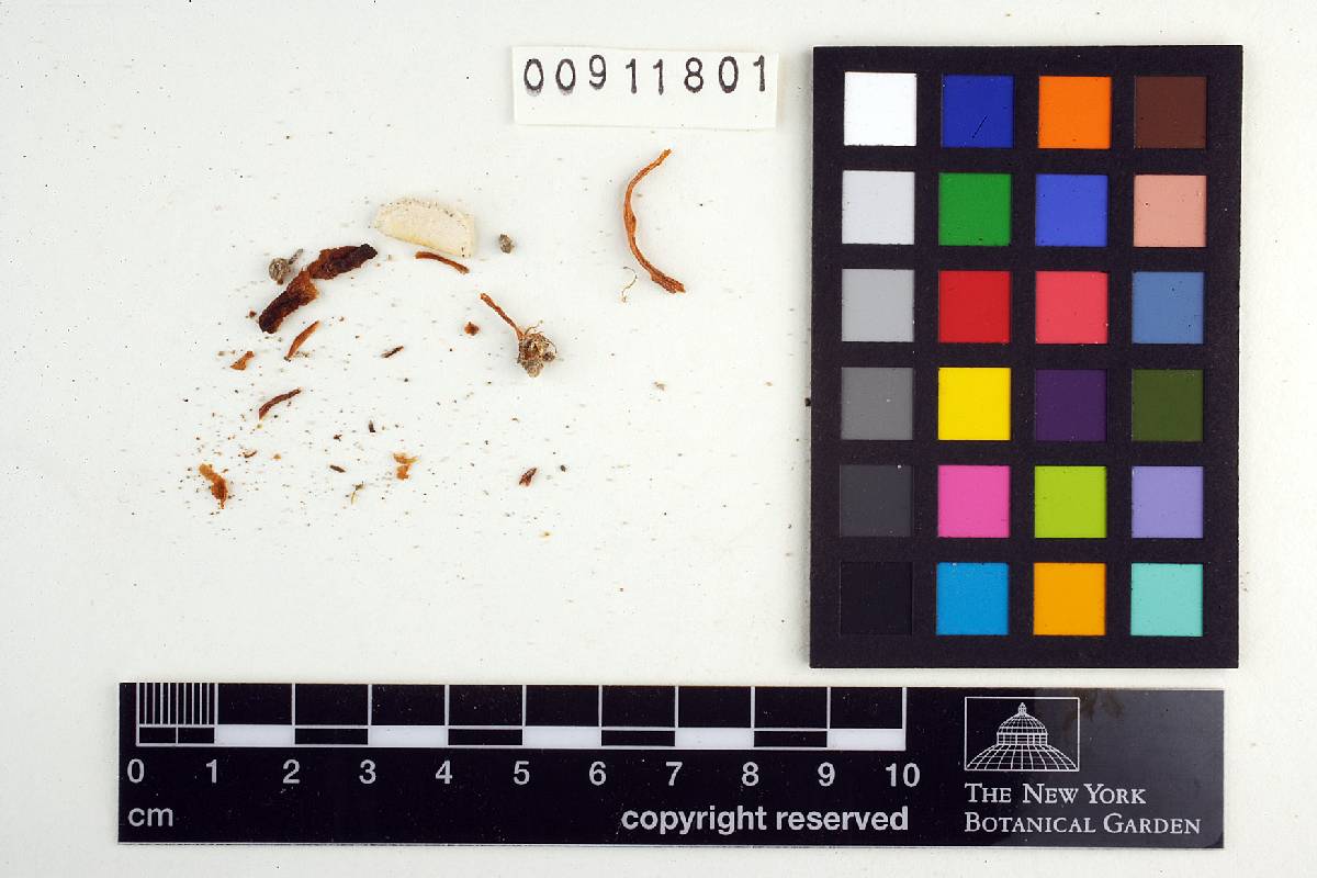 Leptonia roseicinnamomea image